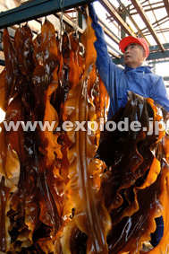 写真素材 マルク 食材の旅14 「真昆布（函館・川汲）」編 即日出荷