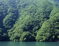 秩父湖と山