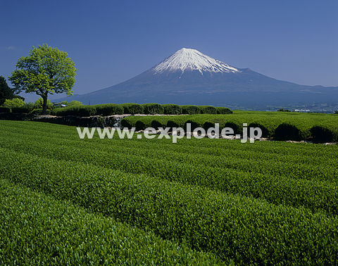 富士山と茶畑 Aj019082 Jpg 写真素材