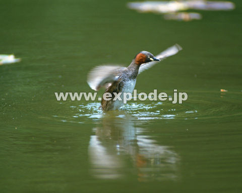 OQRFJCcu Tachybaptus ruficollis