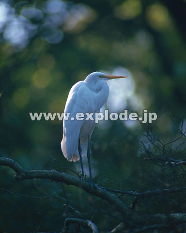 OUSF_CTM Egretta alba