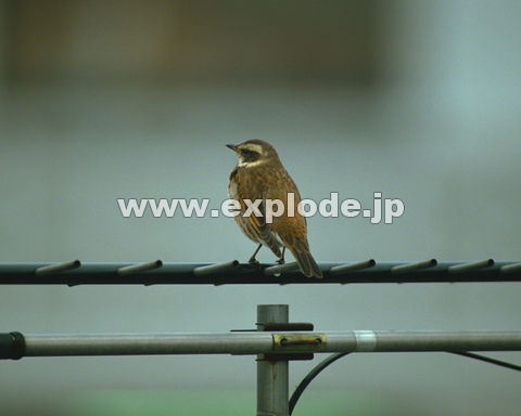 OUWFcO~ Turdus naumanni