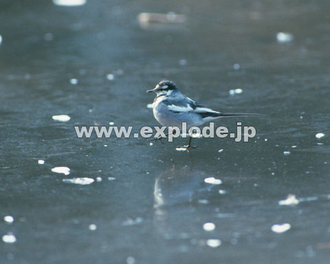 OVTFnNZLC Motacilla alba