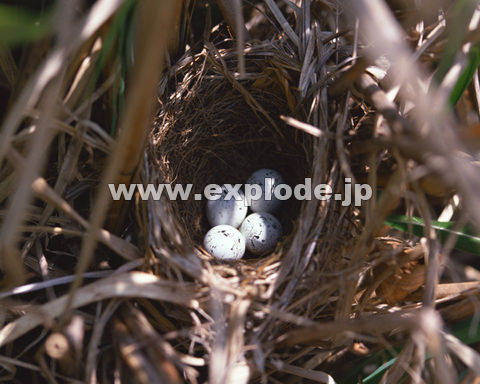 OWPFzIW Emberiza cioides