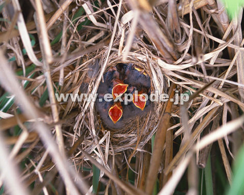 OWQFzIW Emberiza cioides