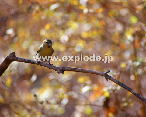 OWXF}q Carduelis spinusij