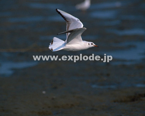 OXTFJ Larus ridibundus